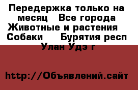 Передержка только на месяц - Все города Животные и растения » Собаки   . Бурятия респ.,Улан-Удэ г.